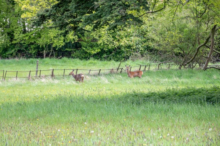 Home Farm Boreham Warminster Εξωτερικό φωτογραφία